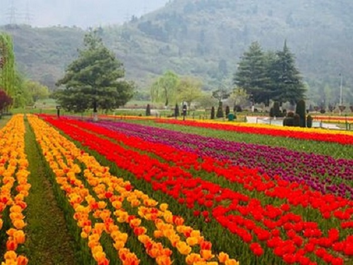 Asia's largest tulip garden in Jammu and Kashmir sees over 130,000 footfalls