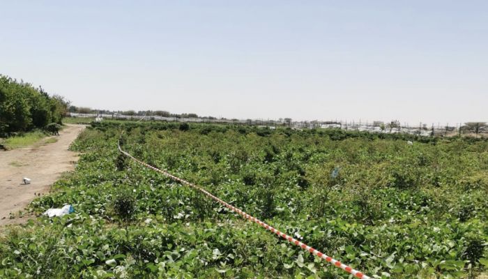 ‎رغبة في الشفافية.. «الثروة الزراعية» تصدر بيان عاجل حول استخدام مبيدات في مزارع بالكامل والوافي
