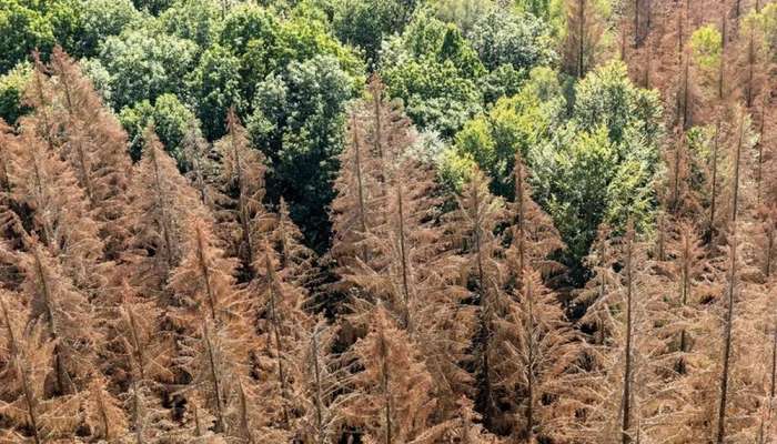 Forests turn brown in Europe in summer