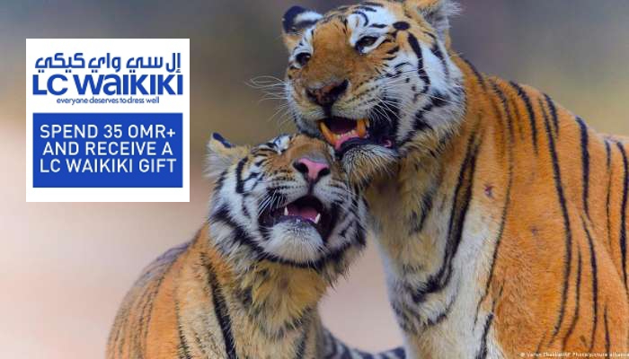 India's tiger population creeps back above 3,000