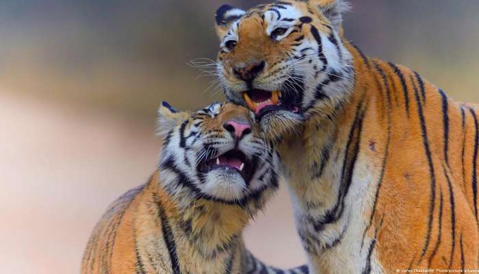 India has 75% of the world's tiger population