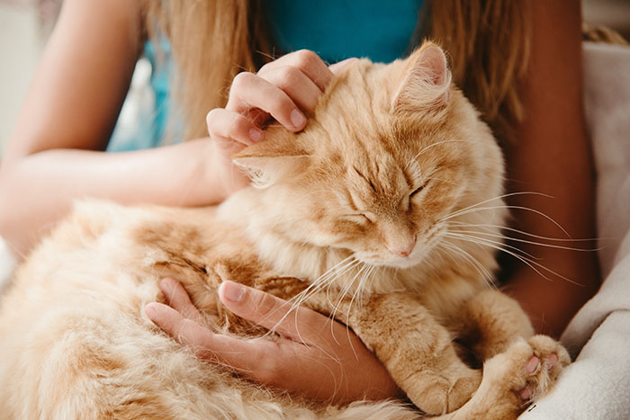 New survey shows many  love their pets more than people