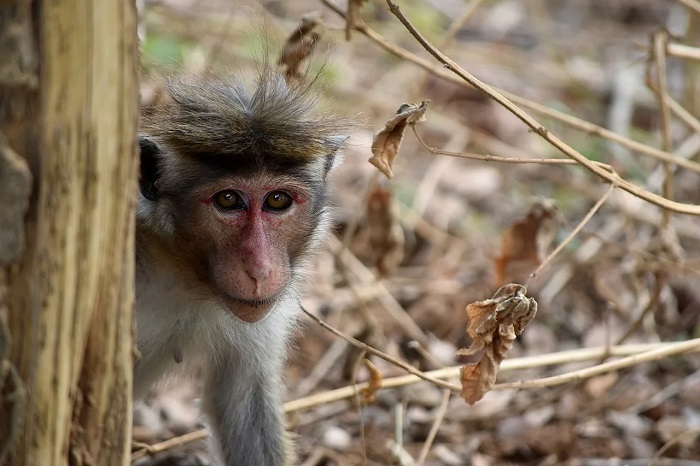 激进分子抗议斯里兰卡当局计划将100,000只猴子出口到中国