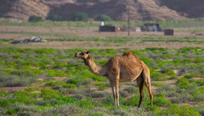 In pictures: ‘Beauty of Spring’ in South Al Sharqiyah