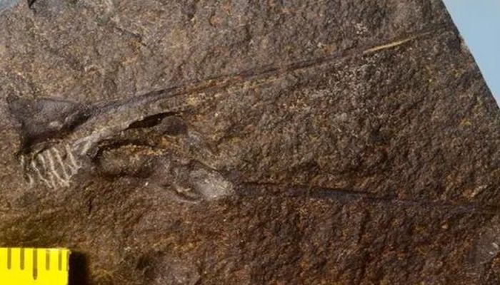 علماء يكتشفون أحافير لمفصليات الأرجل يعود تاريخها إلى 420 مليون سنة في الصين