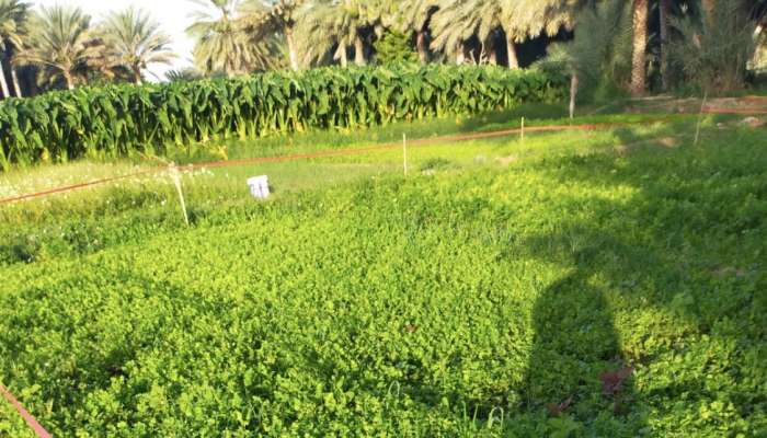Farms raided in Sur for presence of pesticides in these crops