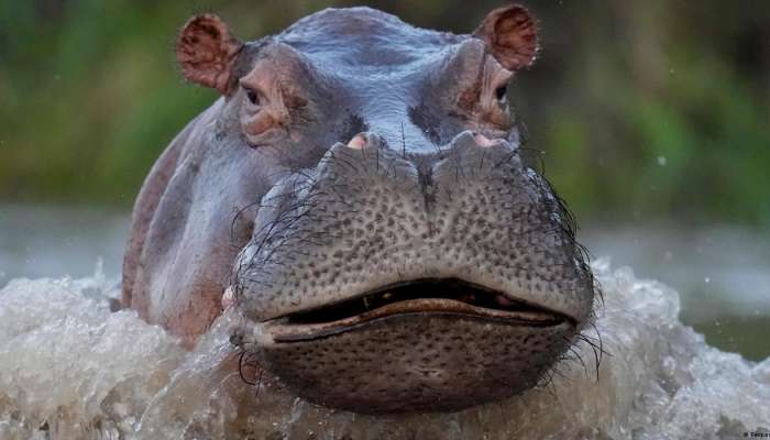 Pablo Escobar's hippo population 'growing exponentially'