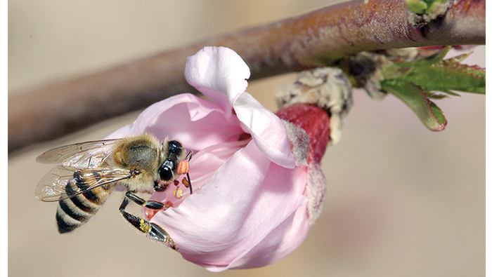 Bees play a key role in food chain