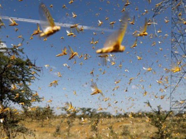 Locust invasion causes huge losses to farmers in Afghanistan's northern provinces
