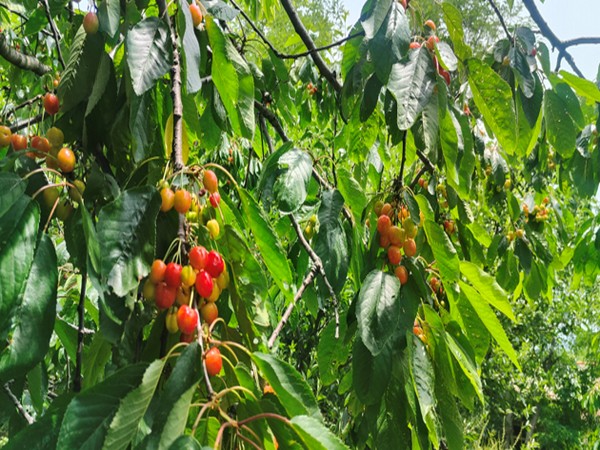 Kashmir's cherry harvest: A blossoming mid-year economic relief