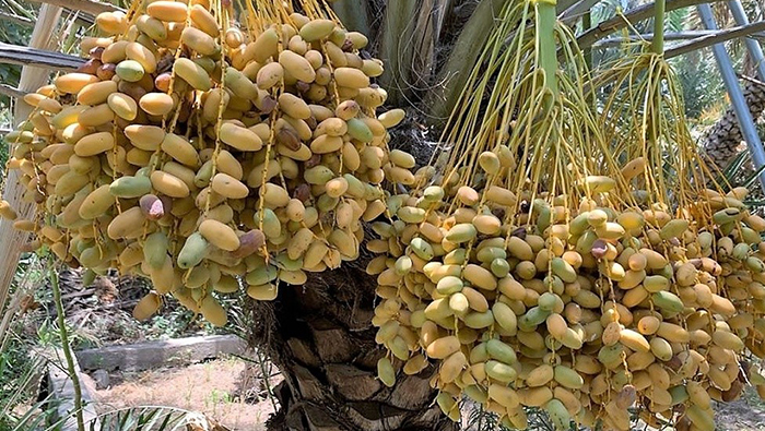 Oman ranked second in  GCC in dates’ production