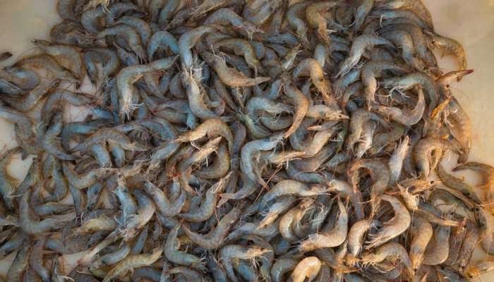 FDO announces harvest at aquaculture farm in Khuweimah, Jalaan Bani Bu Ali