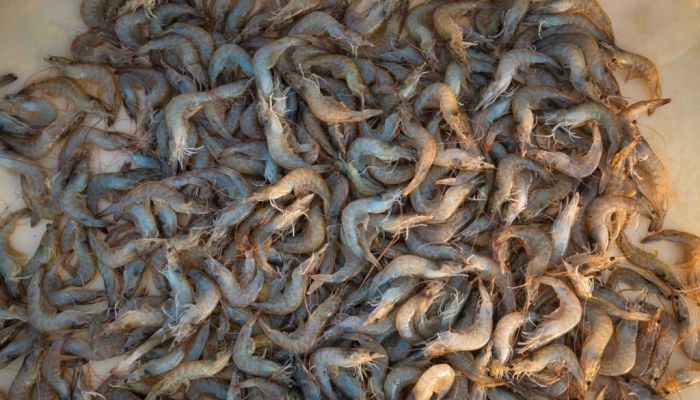 مجموعة تنمية أسماك عُمان  تُعلن بدء الحصاد الأول لمزرعة خويمة (صور)