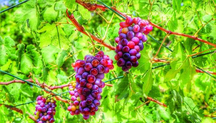 Ministry pays great attention to growing of grapes  in North Al Batinah