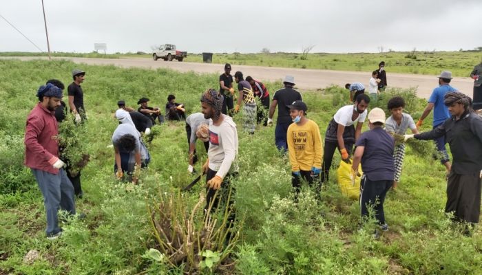 الزراعة تصنف نبتة البارثينوم كآفة..وتعلن منطقة حجر زراعي