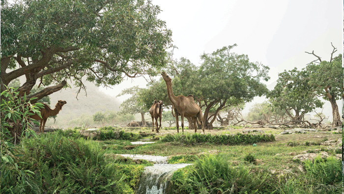 A spectacular Khareef awaits you in Hawana Salalah