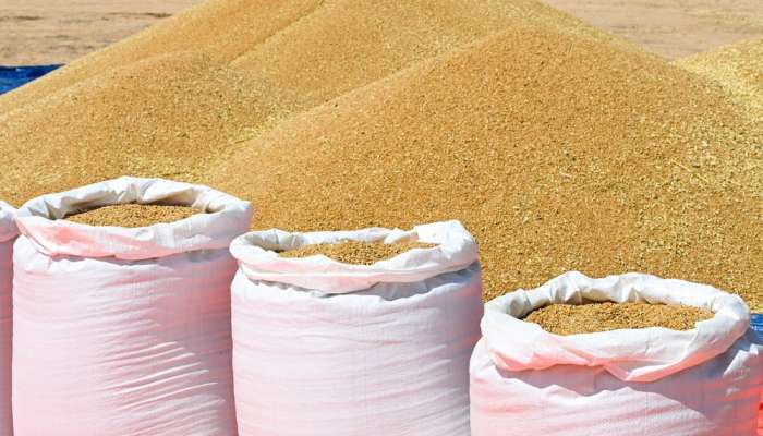 About 6,000 tonnes of wheat crop harvested in Dhofar Governorate