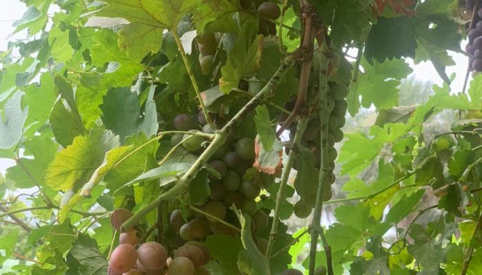 ٤ انواع من محصول العنب تزرع بشمال الشرقية.. تعرف عليها