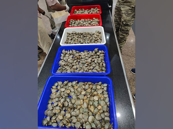 6,850 live red-eared slider turtles seized from 2 passengers at Trichy airport