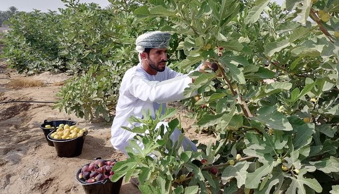 نجاح زراعة حقول التين الاستثمارية بمحافظة الظاهرة