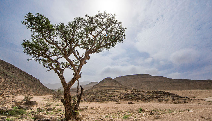 Shura Council's Food and Water Security Committee discusses future of Luban trees in Dhofar