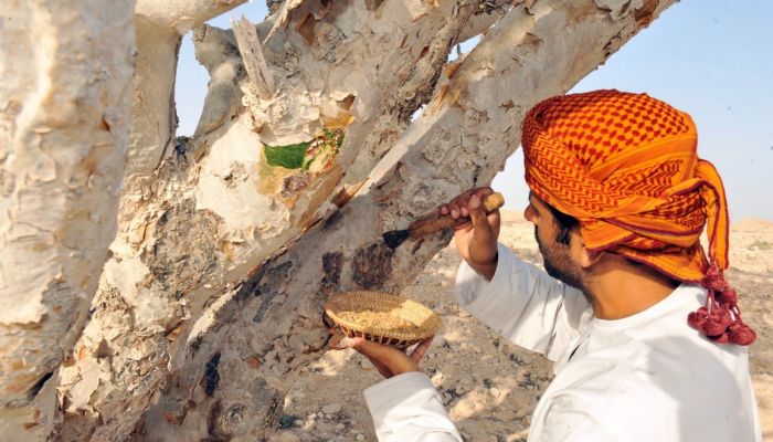 ما مستقبل أشجار اللبان في محافظة ظفار؟.. الشورى يستفسر من الزراعة