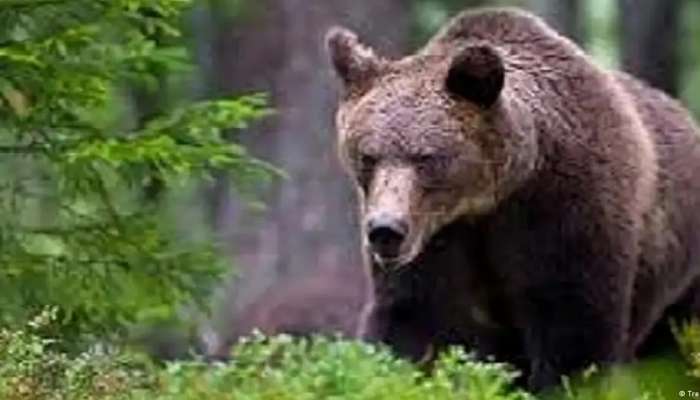 Italy: Killer bear wins again amid prolonged legal fight