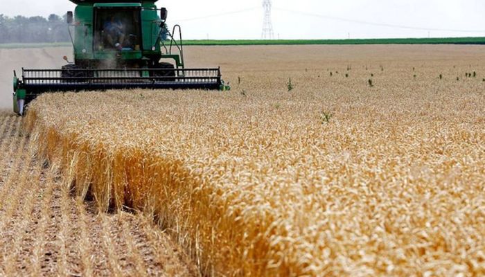المطاحن العُمانية تؤكد على شراء منتجات القمح العُماني من المزارعين