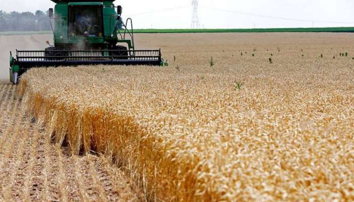 Oman Flour Mills confirms purchase of about 5,000 tons of wheat from Omani farmers