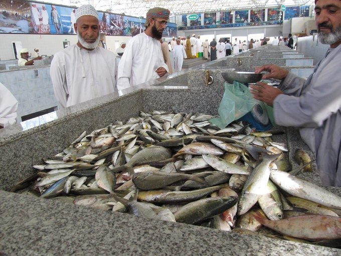 60 ألف صياد حرفي عماني.. مسؤول يكشف للشبيبة حجم انتاج الأسماك الغزير لسلطنة عمان (فيديو)