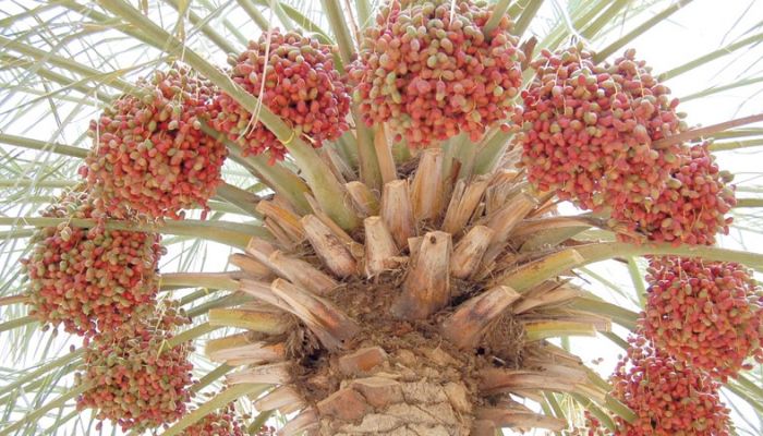 تنفيذ إنتاج سوائل وريدية سقايات طبية من محلول الرطب بسلطنة عمان