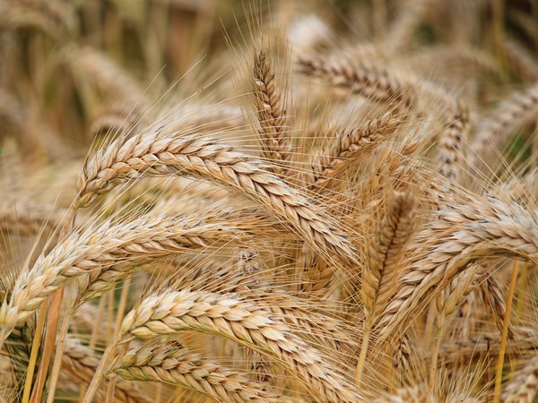 Collapse of Black Sea grain deal poses a massive global food crisis