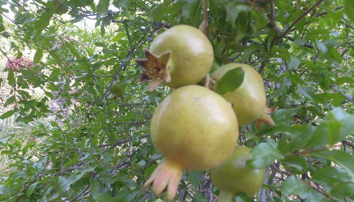 مزارعو الجبل الأخضر يستعدون لموسم حصاد الرمان (صور)
