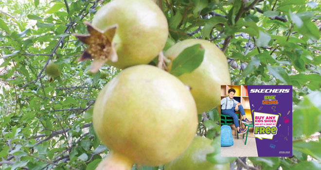 Al Jabal Al Akhdar farmers ready to harvest pomegranates