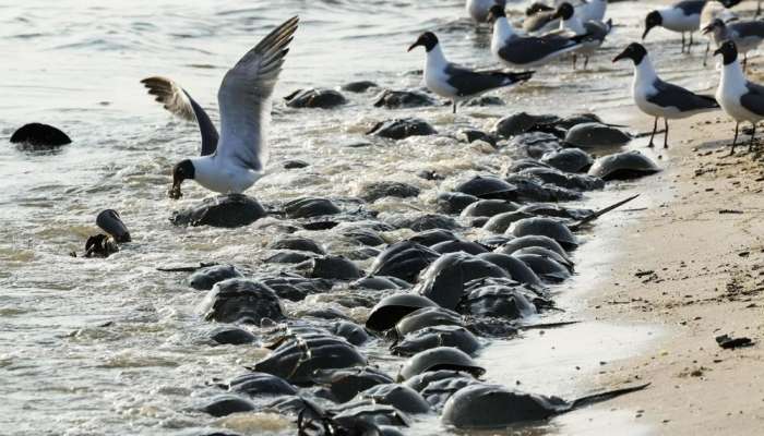 Blue blood from horseshoe crabs is valuable for medicine