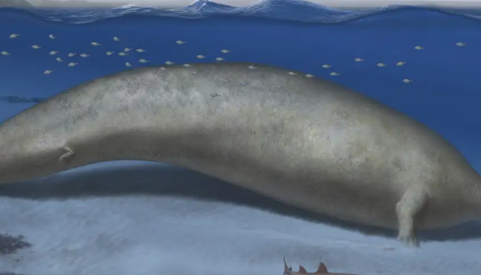 古代秘鲁鲸可能是最巨大的生物记录bob体育打彩票