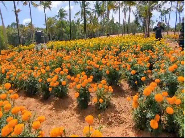 Kerala: Marigold cultivation in Kattakkada attracts tourists ahead of Onam
