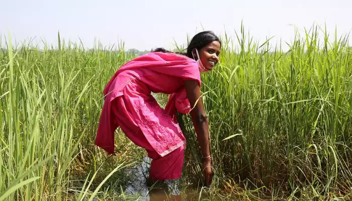 Rice prices surge as India limits exports