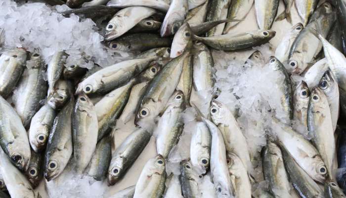 Harmful fishing methods pose major threat to sustainable fishery in Oman