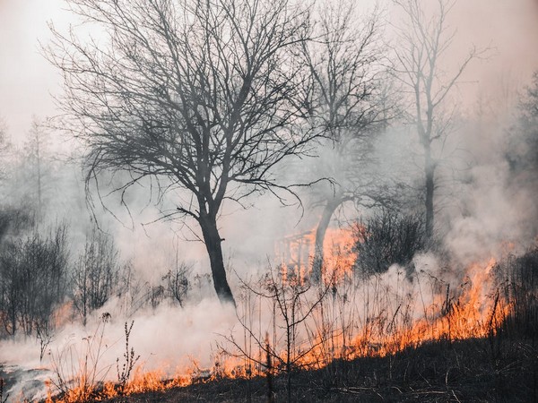 US: Death toll in Hawaii wildfire climbs to 53