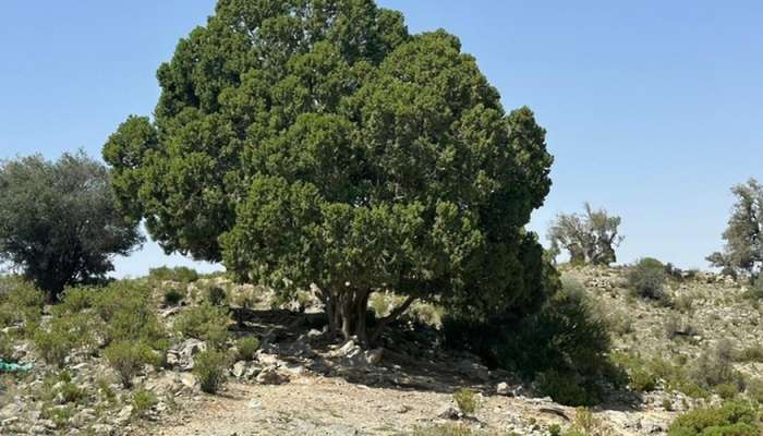 Environment Authority registers 485 species of plants in western Al Hajar Mountains