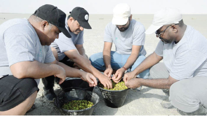 New drive launched to plant 2mn mangrove seedlings
