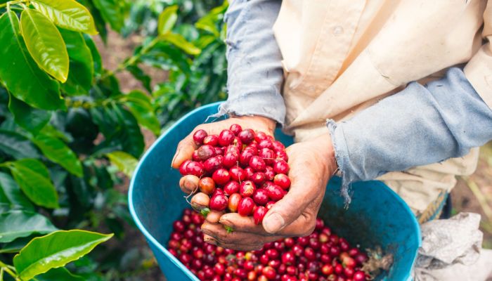 ماذا تعرف عن تجربة زراعة القهوة في سلطنة عمان والسعودية؟.. خبراء يكشفون للشبيبة تفاصيل مهمة