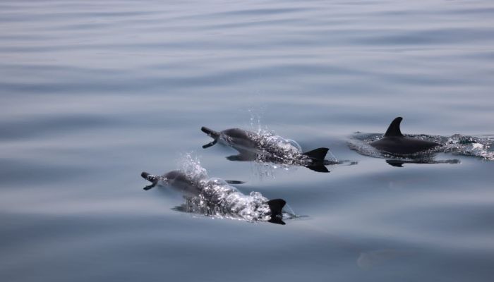 الانتهاء من مسح أنواع الثدييات البحرية في مسندم (صور)