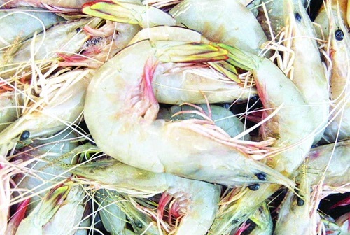 انطلاق موسم صيد الروبيان في سواحل سلطنة عمان في هذا التوقيت