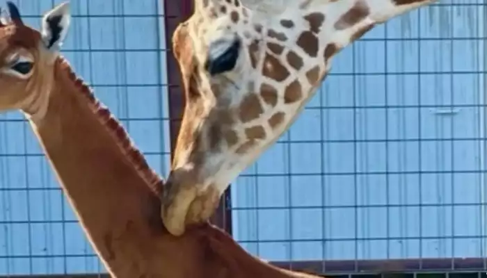 Rare giraffe without spots born at US zoo
