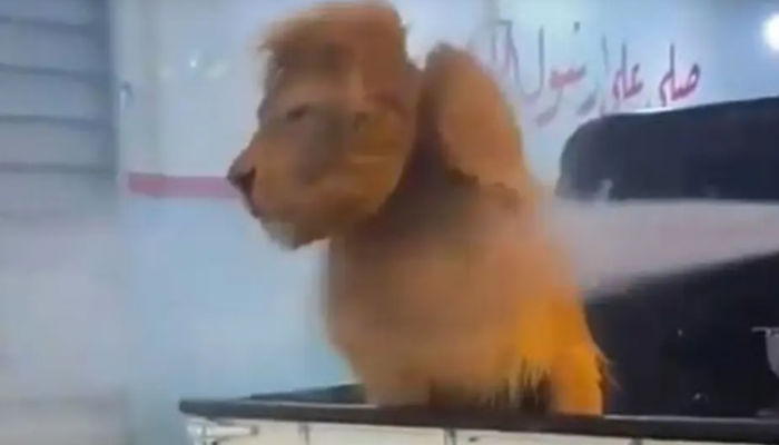 غسل أسداً في مغسل للسيارات أمام المارة يشعل الغضب في السعودية (فيديو)