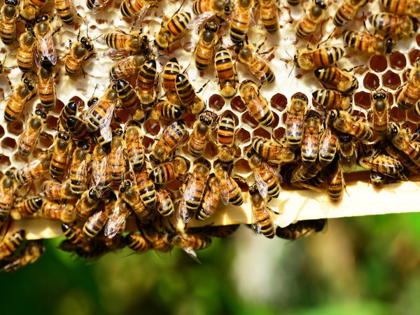 Canada: Authorities race to capture five million bees