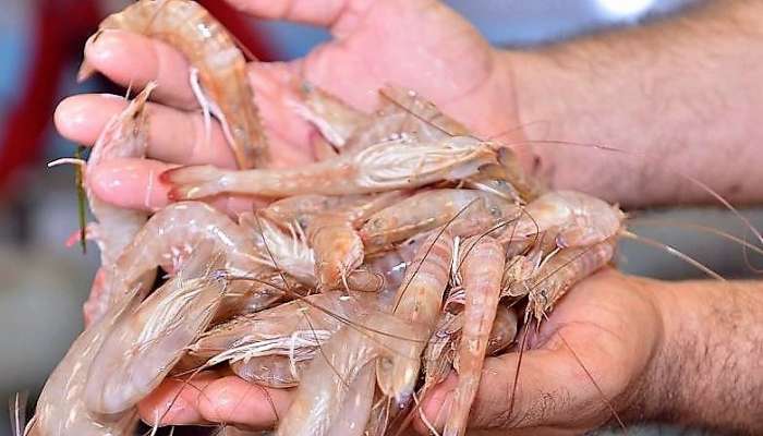 Shrimp fishing season for 2023 begins in Oman