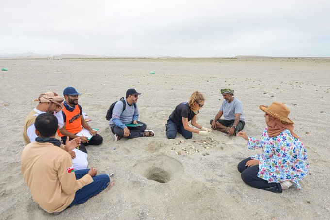 Environment Authority continues study on success rate of loggerhead turtles nests in Masirah